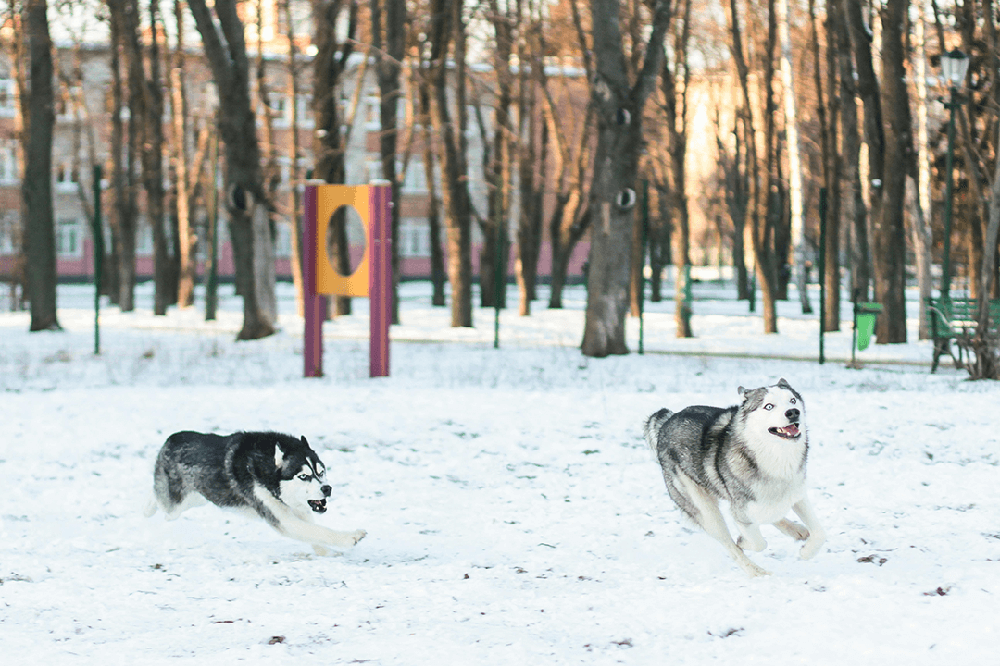 Winter Fun - Fun at the Dog Park in the Snow: What to Keep in Mind When Taking Your Canine Companion out This Winter
